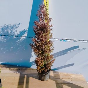 レッドスター(パープルフェザー）