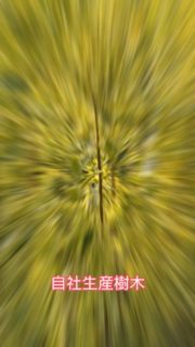 #大島緑地 #千葉県 #園芸 #植木 #庭木 #庭 #庭木 #庭づくり #外構 #造園 #造園業 #植栽 #植栽工事 #植栽デザイン #ガーデニング #ガーデナー #みどりのある暮らし #植木鉢 #植木生産 #植木販売 #自社生産 #植木スタグラム #treenursery #hedge #pottedplants #gardenshrub