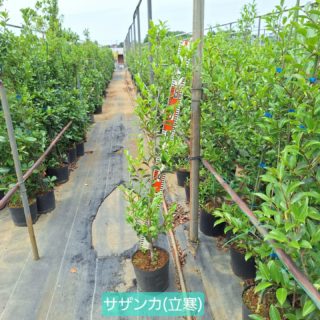 こんにちは大島緑地です、本日はサザンカのご紹介です6号H0.9〜1.3m位に成長してきております。新芽のが伸びてきて新緑が美しいです！品種は立寒です。お問い合わせお待ちしております🙆

#サザンカ #ピンクのお花 #新緑 #大島緑地 #千葉県 #園芸 #植木 #庭木 #庭 #庭木 #庭づくり #外構 #造園 #造園業 #植栽 #植栽工事 #植栽デザイン #ガーデニング #ガーデナー #みどりのある暮らし #植木鉢 #植木生産 #植木販売 #自社生産 #植木スタグラム #treenursery #hedge #pottedplants #gardenshrub