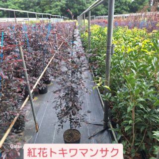 おはようございます大島緑地です！弊社代表品種紅花トキワマンサク6号H1.0m出来て来ました！
花も大変綺麗ですが、新芽の今の時期もとても綺麗です！
長らく在庫切れを起こしているH1.5mですがもう少し葉が密になれば出荷可能ですもう少しお待ち下さい！
お問い合わせお待ちしております！
#トキワマンサク #赤い花 #銅葉 #大島緑地 #千葉県 #園芸 #植木 #庭木 #庭 #庭木 #庭づくり #外構 #造園 #造園業 #植栽 #植栽工事 #植栽デザイン #ガーデニング #ガーデナー #みどりのある暮らし #植木鉢 #植木生産 #植木販売 #自社生産 #植木スタグラム #treenursery #hedge #pottedplants #gardenshrub