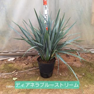 大島緑地です！気温も高くなってきたので涼しげなディアネラブルーストリームのご紹介です！
欠品気味だった7号鉢が少しずつ出来てきました、お問い合わせお待ちししております🙆
※葉先は痛くないのでお気軽にお使い頂けます
#ディネラブルーストリーム #青葉 #ブルー #涼しげ #大島緑地 #千葉県 #園芸 #植木 #庭木 #庭 #庭木 #庭づくり #外構 #造園 #造園業 #植栽 #植栽工事 #植栽デザイン #ガーデニング #ガーデナー #みどりのある暮らし #植木鉢 #植木生産 #植木販売 #自社生産 #植木スタグラム #treenursery #hedge #pottedplants #gardenshrub