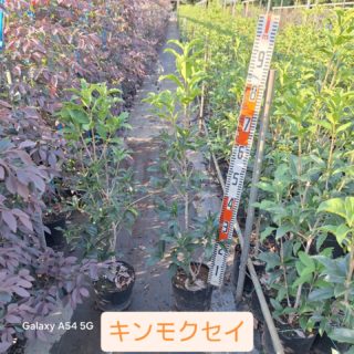 おはようございます！大島緑地です。
今週から少し気温が下ってきそうですね、早く秋になって欲しいと願っています！
そう秋と言えばキンモクセイですね、どこからともなく、ふわりと甘い香り
この香りが届くと、ああ、秋が来たなと感じますね。本日はキンモクセイのご紹介です。
キンモクセイ6号H0.7〜1.1mまだ在庫ごさいます。
お問い合わせお待ちしております🙆
#キンモクセイ #秋の香り #大島緑地 #千葉県 #園芸 #植木 #庭木 #庭 #庭木 #庭づくり #外構 #造園 #造園業 #植栽 #植栽工事 #植栽デザイン #ガーデニング #ガーデナー #みどりのある暮らし #植木鉢 #植木生産 #植木販売 #自社生産 #植木スタグラム #treenursery #hedge #pottedplants #gardenshrub