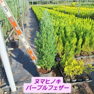 こんにちは大島緑地です！ほんの少しずつ秋の気配を感じますね、本日はコニファー、ヌマヒノキ パープルフェザー(レッドスター)のご紹介です。この樹種は珍しく紅葉するコニファーです。12月頃の寒さにあたると赤紫色に変化してそちらの色もきれいです。
7号H0.7〜1.0m位の物が出来てきましたので気になる方はご連絡お待ちしております。
#パープルフェザー #レッドスター #コニファー #大島緑地 #千葉県 #園芸 #植木 #庭木 #庭 #庭木 #庭づくり #外構 #造園 #造園業 #植栽 #植栽工事 #植栽デザイン #ガーデニング #ガーデナー #みどりのある暮らし #植木鉢 #植木生産 #植木販売 #自社生産 #植木スタグラム #treenursery #hedge #pottedplants #gardenshrub