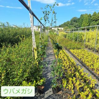 こんにちは大島緑地です！明日の台風は上陸しないそうで一安心ですね！
本日ご紹介するのは潮風に強い樹木、ウバメガシです！
ウバメガシH1.5〜1.8m出来てきております、お問い合わせお待ちしております🙆
#ウバメガシ #生垣 #耐潮性 #備長炭 #大島緑地 #千葉県 #園芸 #植木 #庭木 #庭 #庭木 #庭づくり #外構 #造園 #造園業 #植栽 #植栽工事 #植栽デザイン #ガーデニング #ガーデナー #みどりのある暮らし #植木鉢 #植木生産 #植木販売 #自社生産 #植木スタグラム #treenursery #hedge #pottedplants #gardenshrub