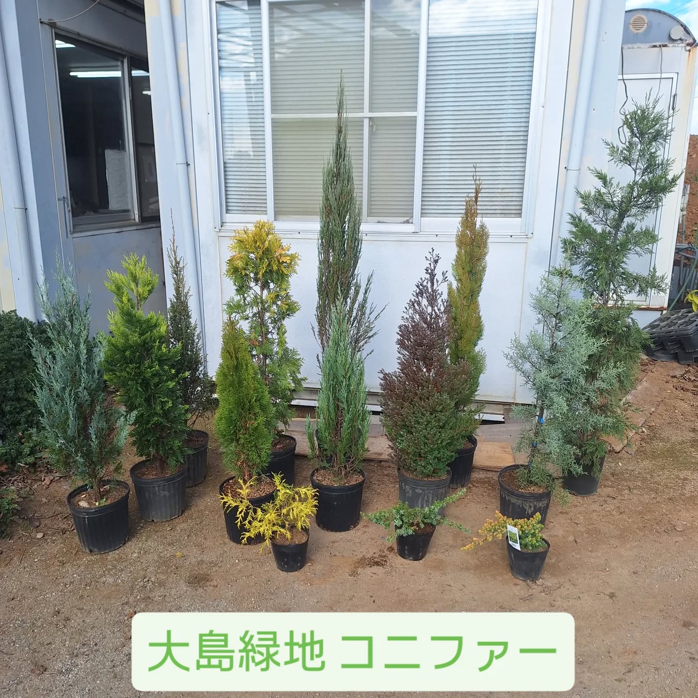 今年も気づけばもう12月ですね、寒い時期と言えばコニファーですね！と言う事でコニファーのご紹介です！弊社で生産しているコニファーになりますコニファーと一口に言っても立性の物から低木、グランドカバーまでさまざまです色も緑、青、黄色、赤紫色まで色々なバリエーションがございます。
今年は思うように伸びず小さめの物や、大きすぎる物もありますがお問い合わせお待ちしておます🙆
#コニファー #シュラブ #大島緑地 #千葉県 #園芸 #植木 #庭木 #庭 #庭木 #庭づくり #外構 #造園 #造園業 #植栽 #植栽工事 #植栽デザイン #ガーデニング #ガーデナー #みどりのある暮らし #植木鉢 #植木生産 #植木販売 #自社生産 #植木スタグラム #treenursery #hedge #pottedplants #gardenshrub