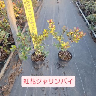 こんにちは大島緑地です！
寒い中ですが植物達は耐えてくれています🙌本日は紅花シャリンバイご紹介です。
5号H0.2〜0.3mで在庫ございますお問い合わせお待ちしております🙆
#紅花シャリンバイ #大島緑地 #園芸 #植木 #植栽