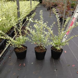 シルバープリッペット15cmポット