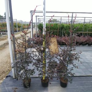 トキワマンサク赤葉赤花