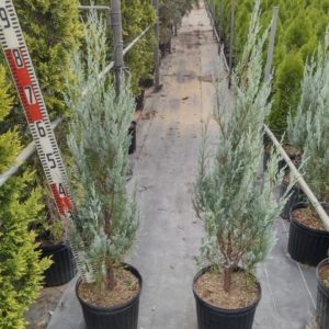 ウィチタブルー