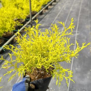 ゴールデンモップ