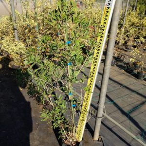 ブラシの木（金宝樹）