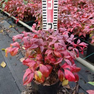 オタフクナンテン