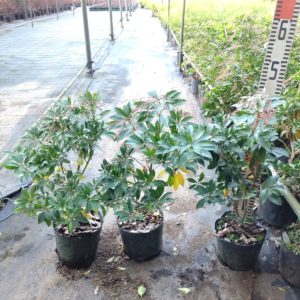 アセビ（馬酔木）