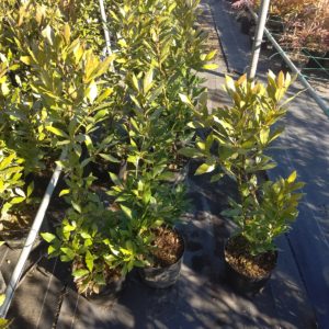 月桂樹(ローリエ）