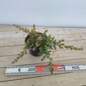 ブルーパシフィック