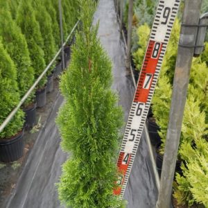 エメラルドグリーン