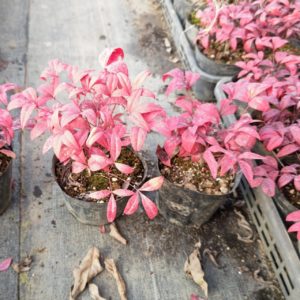 オタフクナンテン10.5ポット