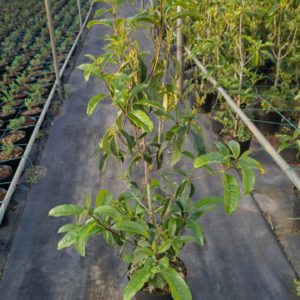 キンモクセイ（金木犀）