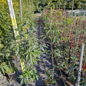 シラカシ21cmポット