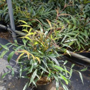 マホニアコンフューサー