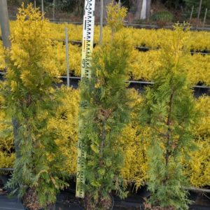 ヨーロッパゴールド