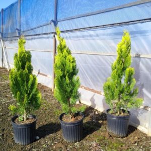 エレガンテシマ