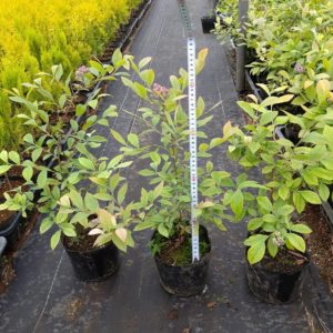 ブルーベリー15cmポット