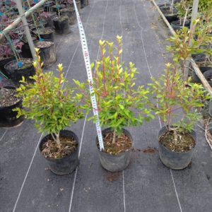 ドウダンツツジ