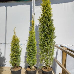 ゴールドコーン