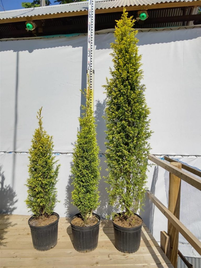 コエポン様 流木 自然形状 約80×50×47 コエポン様 流木 自然形状