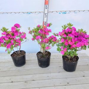 久留米ツツジ15cmポット