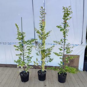 トキワマンサク緑葉白花