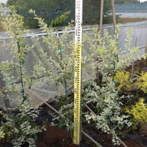 シルバープリッペット21cmポット