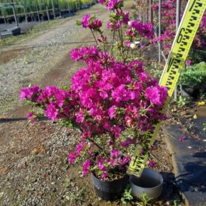 久留米ツツジ18㎝ポット