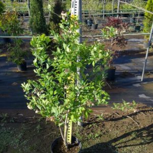 ブルーベリー（ラビットアイ系）