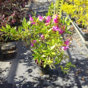 オオムラサキツツジ