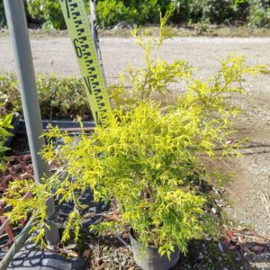 ゴールデンモップ特大