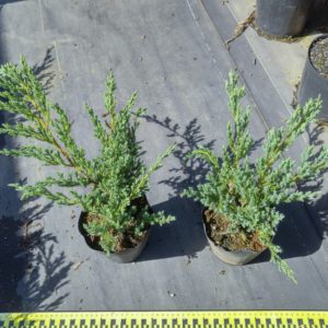 ブルーカーペット