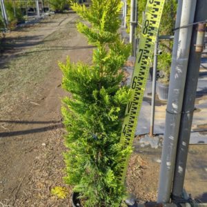 ゴールドライダー