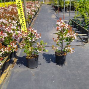 紅花シャリンバイ