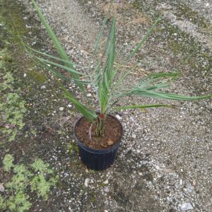 ココスヤシ　21cポット