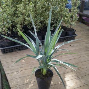 ディアネラ　ブルーストリーム