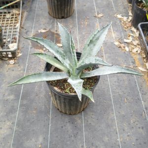 アガベアメリカーナ